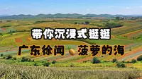 带你沉浸式逛逛广东徐闻🍍菠萝的海
