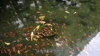 北海金滩与银滩，哪个更值得去