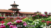 410303A01菏泽曹州牡丹园(4A园林、国家地理标志产品、菏泽市花)4月中下旬