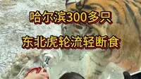 哈尔滨300多只东北虎轮流“轻断食”，黑龙江哈尔滨东北虎林园