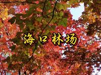 昆明市海口林场森林公园 昆明海口镇航拍