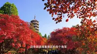 济南红叶谷的红叶红了吗？老靳实探，邂逅最美的秋日浪漫