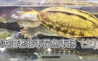 沈阳老北市花鱼市场（上）--窥一窥大沈阳的鱼龟风情