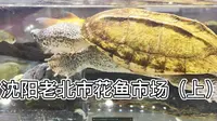 沈阳老北市花鱼市场（上）--窥一窥大沈阳的鱼龟风情
