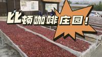 保山潞江坝比顿咖啡文化园