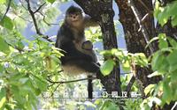 滇金丝猴国家公园门票那么贵，别再浪费了，看完这个视频再去吧|滇金丝猴国家公园旅行攻略、观猴指南