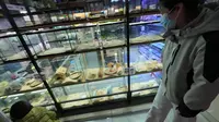 【虹叔瞎溜达】逛沈阳北市场花鸟鱼市