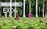【植物分类与系统发育】EX6 番外篇 - 西双版纳热带植物园直播