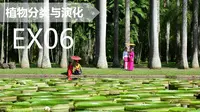 【植物分类与系统发育】EX6 番外篇 - 西双版纳热带植物园直播