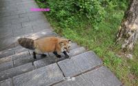 龙哥视野中的伊春市汤旺河林海奇石景区的奇石、狐狸和松鼠
