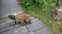 龙哥视野中的伊春市汤旺河林海奇石景区的奇石、狐狸和松鼠