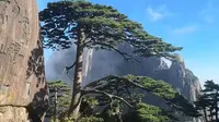 巡游天下之黄山迎客松