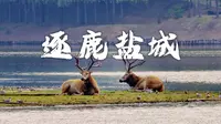 这里就是东方的肯尼亚，给你一份可以在江苏盐城追到麋鹿的攻略!