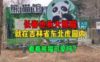 原来长春也有大熊猫，就在吉林省东北虎园内，看看两只熊猫可爱吗