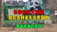 原来长春也有大熊猫，就在吉林省东北虎园内，看看两只熊猫可爱吗