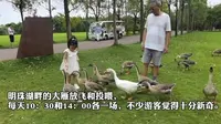 上海这片观鸟胜地成周末好去处，崇明西沙明珠湖景区正冲刺国家5A景区
