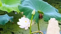 贵州省安顺市平坝区夏云镇小河湾景区荷花已经盛开了。这么漂亮地方，我不宣传这里真糊涂啊。