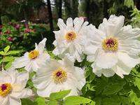 洛阳 中国国花园 随风轻摆的凤丹牡丹