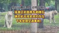 秦皇岛野生动物园猛兽区惊魂实录！猛兽区前面两车剐蹭后，俩司机无视老虎的存在下车处理交通事故！和老虎对视的瞬间，感觉心脏骤停幸好有惊无险