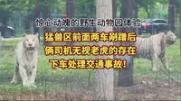 秦皇岛野生动物园猛兽区惊魂实录！猛兽区前面两车剐蹭后，俩司机无视老虎的存在下车处理交通事故！和老虎对视的瞬间，感觉心脏骤停幸好有惊无险