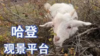 新疆Day4带你第一视角爬禾木村哈登观景平台20230930