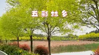 乐至五彩林乡