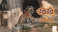 华南虎依依自我介绍