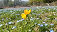 乐山市嘉州绿心公园
