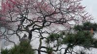 西湖梅花最美一角 曲院风荷