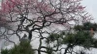 西湖梅花最美一角 曲院风荷