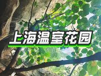 在上海温室花园疯狂刷热带植物！名字能记几个就记几个全凭兴趣！