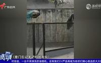 【粤语新闻】佛山中山公园动物园多只孔雀“出逃” 园方：性格太活泼