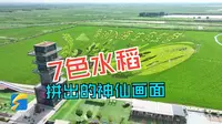 东营市垦利区3D稻田画成文旅新名片 记者带你打卡“大地画卷”