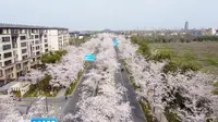 扬州鉴真路樱花大道
