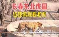 长春东北虎园，可以近距离观看老虎的地方，还能看到稀有鸟类