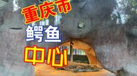 探秘重庆市鳄鱼中心，和千斤重鳄零距离接触。