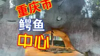 探秘重庆市鳄鱼中心，和千斤重鳄零距离接触。