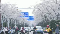 【扬州樱花】鉴真大道-樱花飘落的速度是秒速五厘米