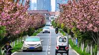 谷城县老君山樱花谷主题公园道路两旁的晚樱盛开，引来游客赏樱留影。