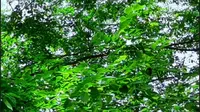 大美鲁山：生活就是这样，别人只看结果，自己独撑过程（摄制：马进伟）#诗镜龙潭峡