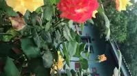 安岳悦缘花谷玫瑰花全面绽放