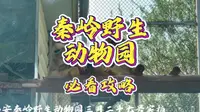 西安秦岭野生动物园必看攻略（3月27号实拍）