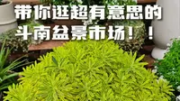 带你逛超有意思的斗南盆景市场