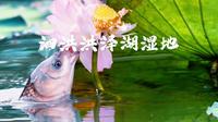 江苏泗洪洪泽湖湿地
