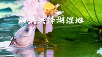 江苏泗洪洪泽湖湿地