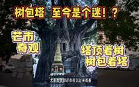 62集芒市里的奇观树包塔至今都是迷，无数人前来观摩叹为观止！
