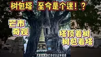 62集芒市里的奇观树包塔至今都是迷，无数人前来观摩叹为观止！
