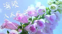 中国普罗旺斯、重庆第一高山花乡-涪陵大木花谷