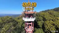 格氏栲-三明三元