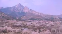 【VLOG】青岛大崂樱桃谷
